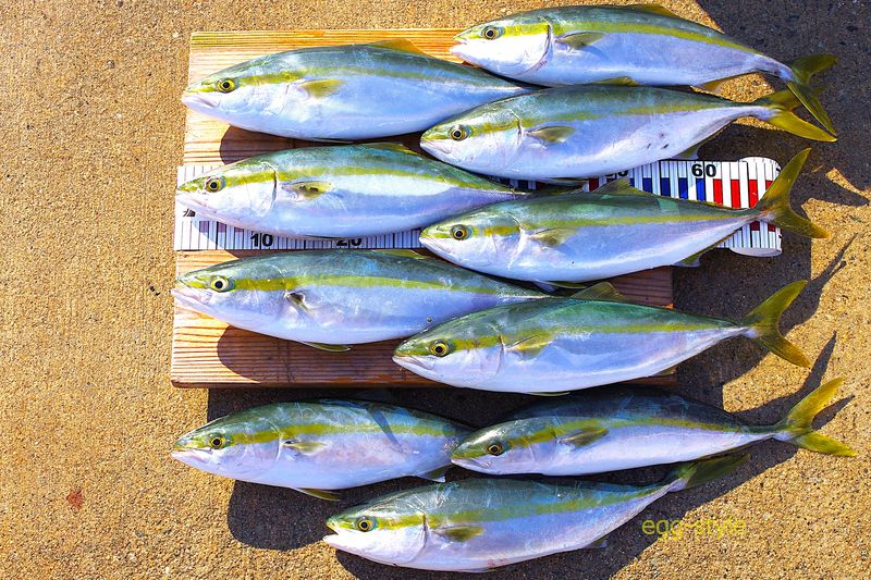 本日の釣果　おいしいサイズがそろいました