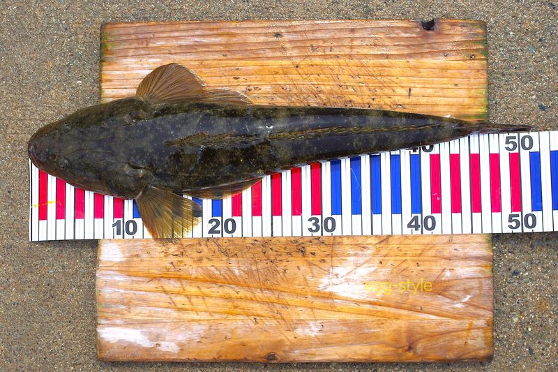 本日の釣果 今回も50cm超ができたのは上出来すぎるようだ