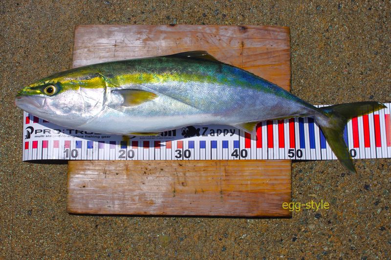本日の釣果 しっかりした魚体の初夏のメジロです