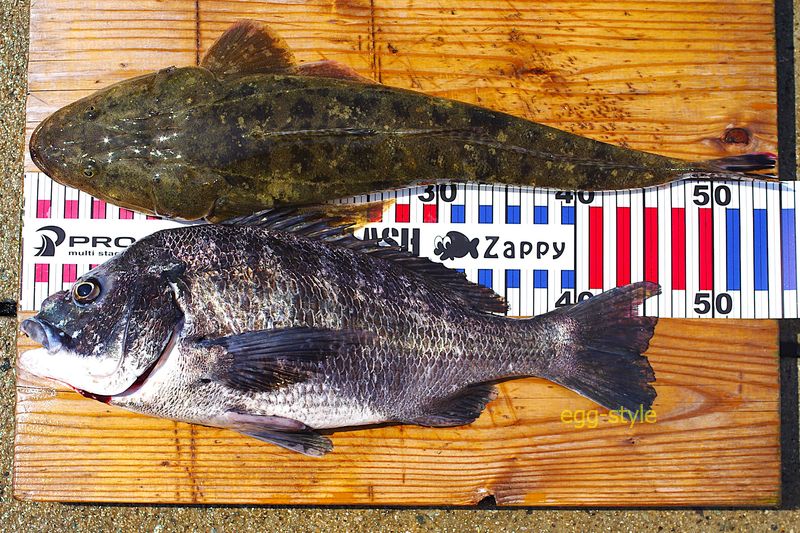 本日の釣果 身だくさんの2匹型ものがそろい満足の釣りです
