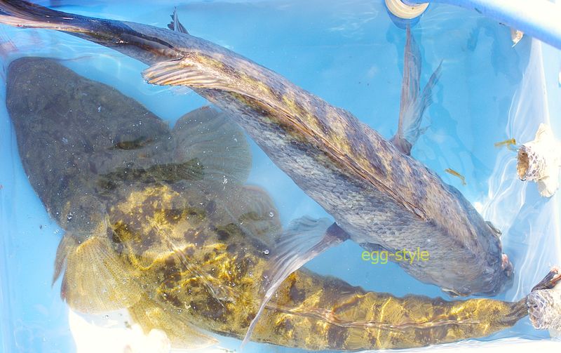 どちらもコンテナイケスではきつい大きさ 海水循環で元気