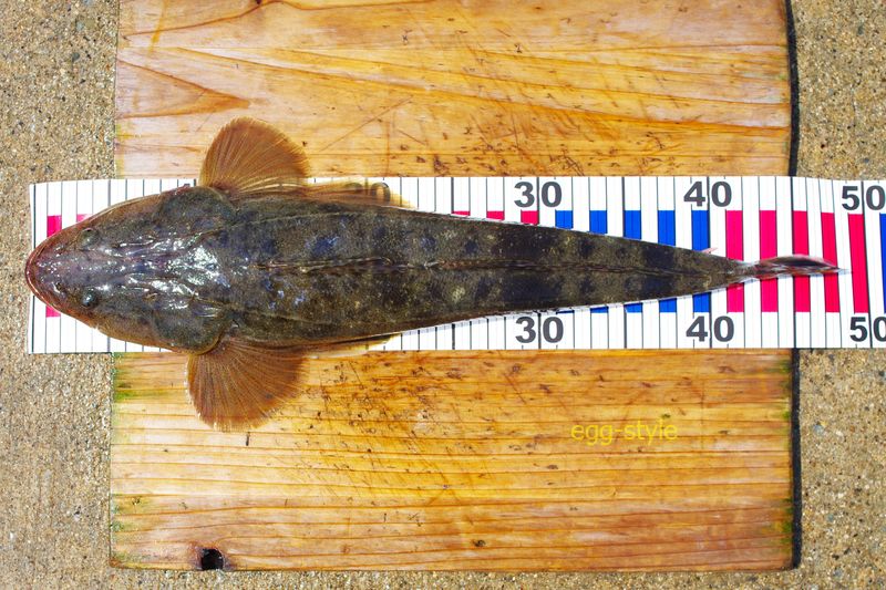 本日の釣果　潮の動かない中で良く喰った50cm未満