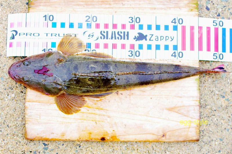 本日の釣果　50cmを超えると例え1匹でも単純に満足しています