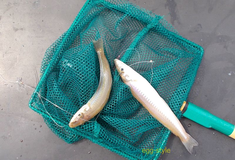 小物釣りの奥の深さがおもしろく サオの調子も選んでみたい
