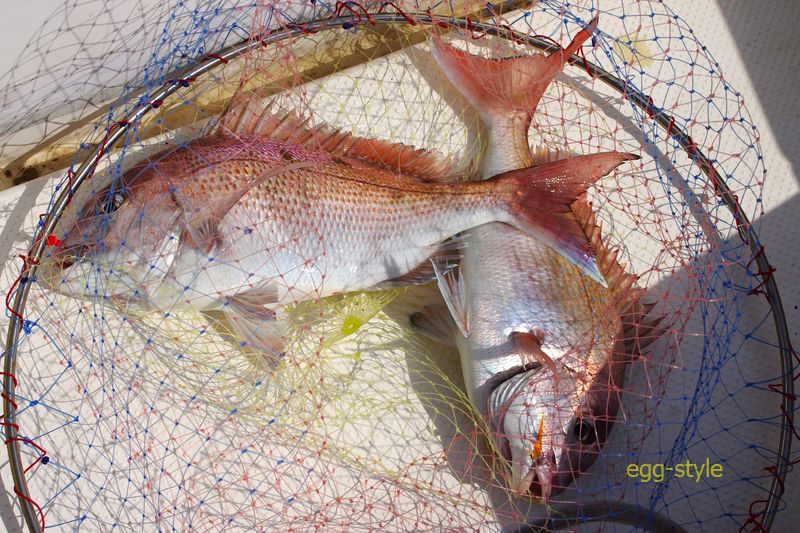 マダイが釣れると、とても嬉しい。このサイズがおいしいサイズ