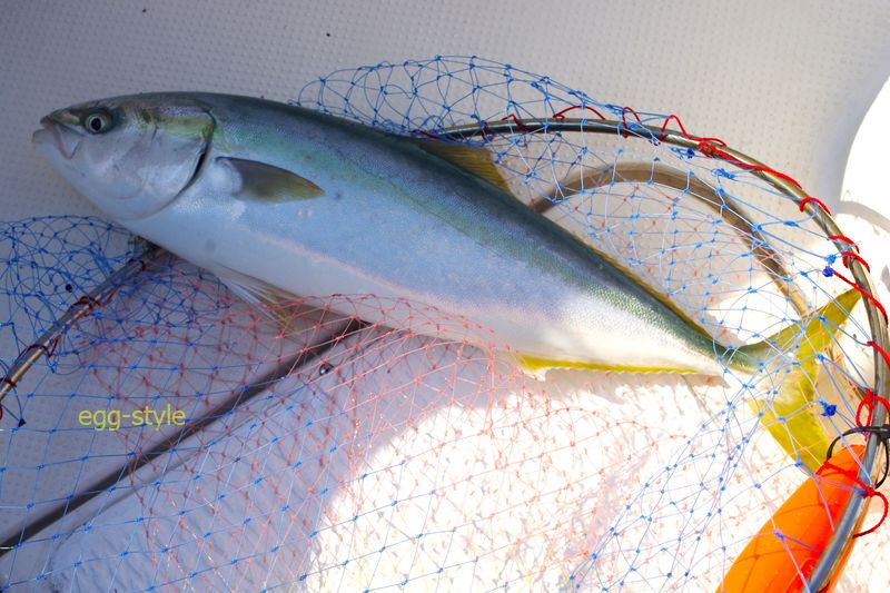 良く太ったハマチは、パワーがあるしおいしいし良き魚です