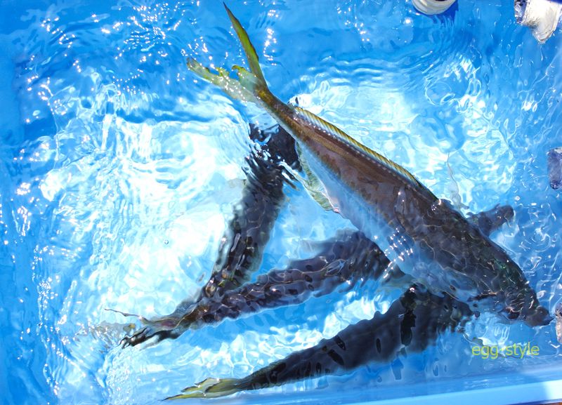 鯵　このうち3匹は尺サイズ　これが釣れれば幸せだ