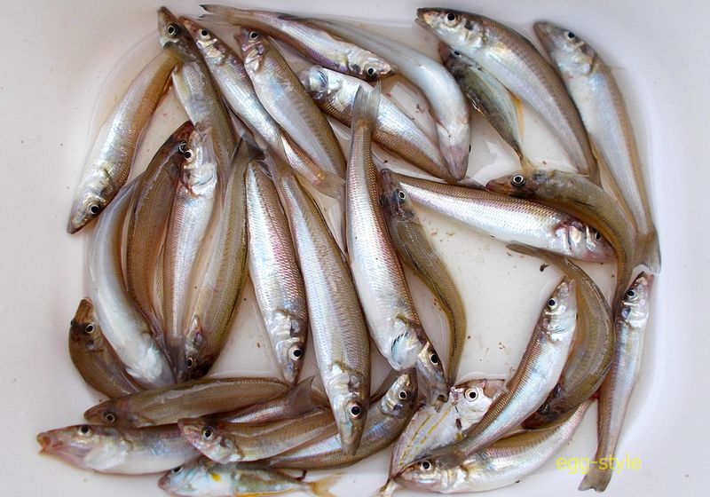 数を釣って喜ぶのはシロギス　塩焼きも唐揚げもうまい