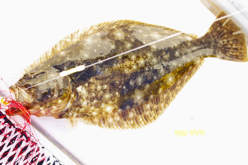 なかなかの強敵のヒラメさん　レンジを確実に通す必要あり