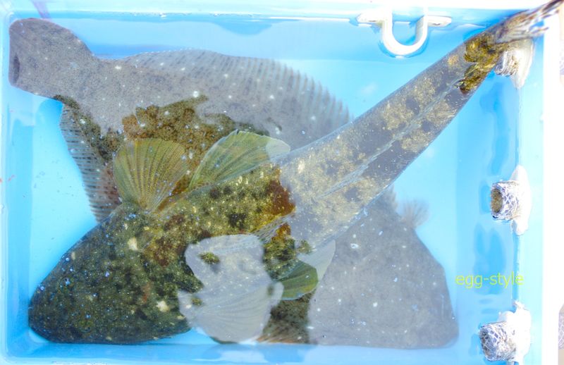 これだけ釣れれば上出来です。フラットフィッシュキャスティング
