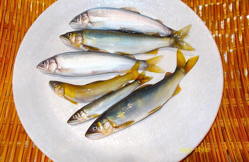 本日の釣果 養殖もの1,3番はおとり屋さん 追星が出てる