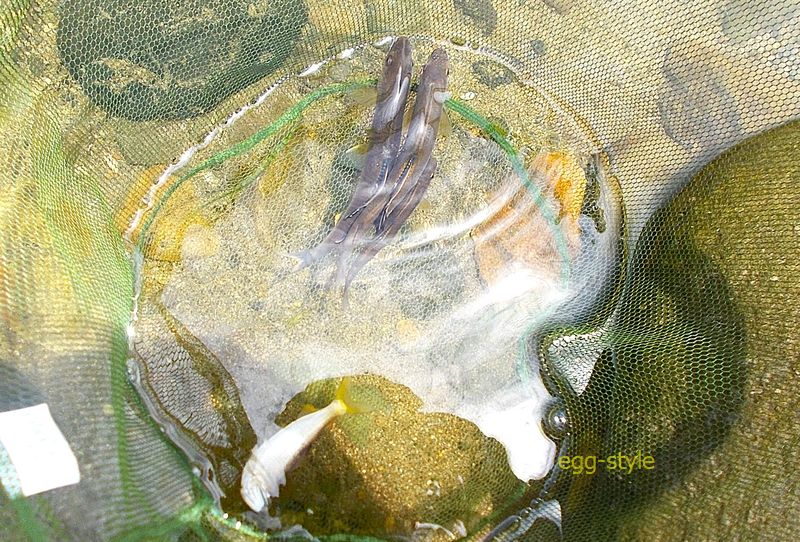 最後に友船から出した鮎 頭にかかったのは死んでしもた