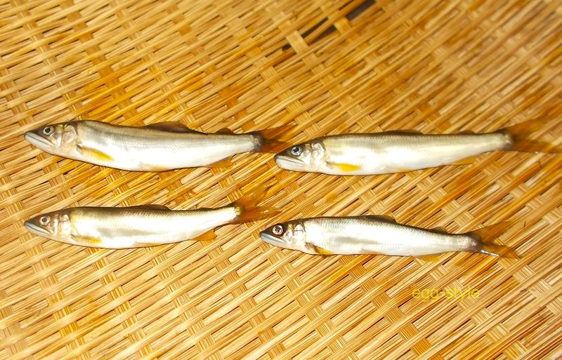 本日の釣果　並べてしまうと少々寂しい画像になる