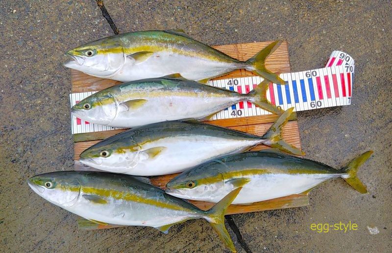 本日の釣果 栄養が行き届きおデブな連中ばかりでした