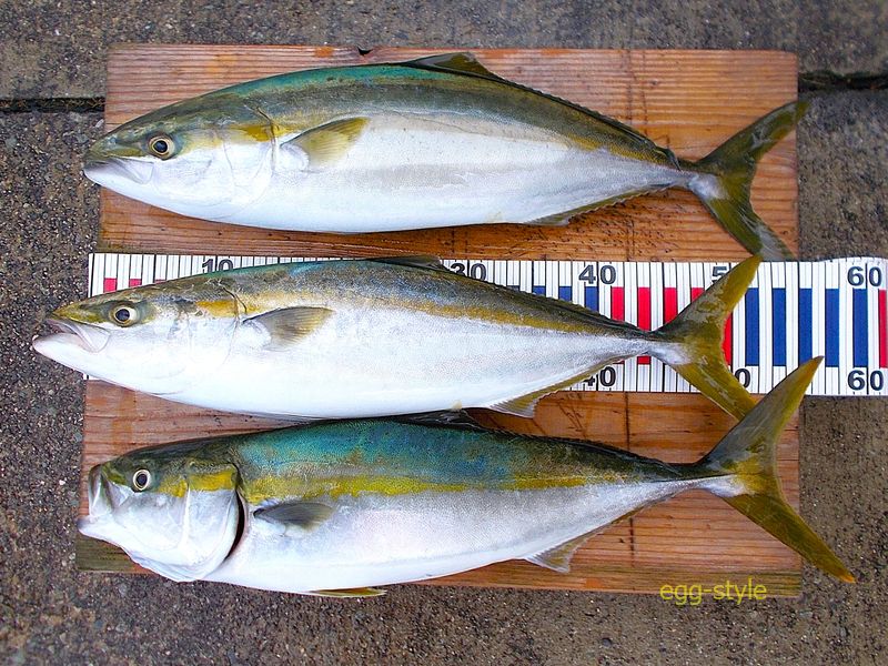 本日の釣果 4匹欲しかったが本音 おデブになった