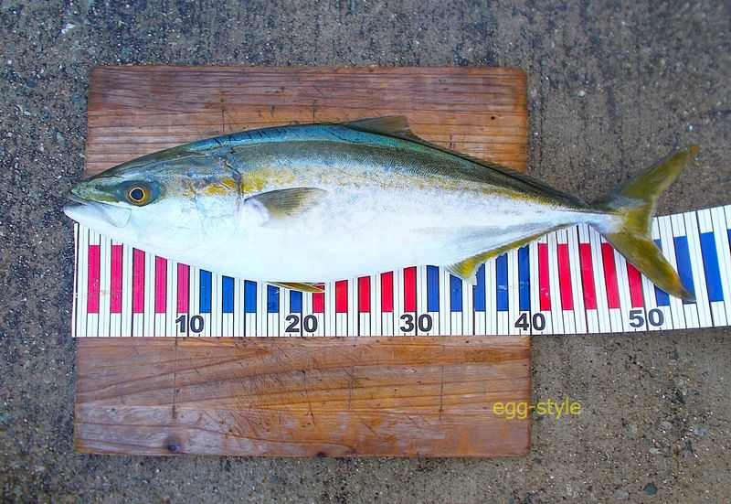 本日の釣果 1匹だけでしたが、この立派な体高 おいしい寿しだねです