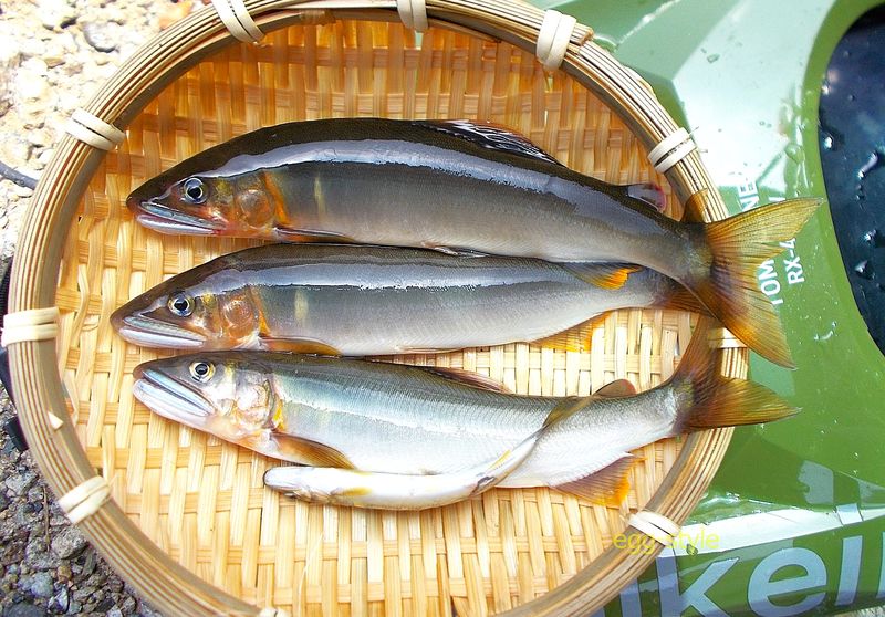 番外編の鮎 なんとか釣れるのだが、素人なので数が出ない