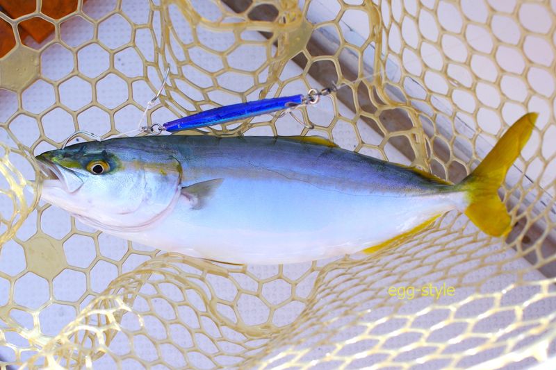 ジギングで朝の涼しい時間帯を釣れば、大満足