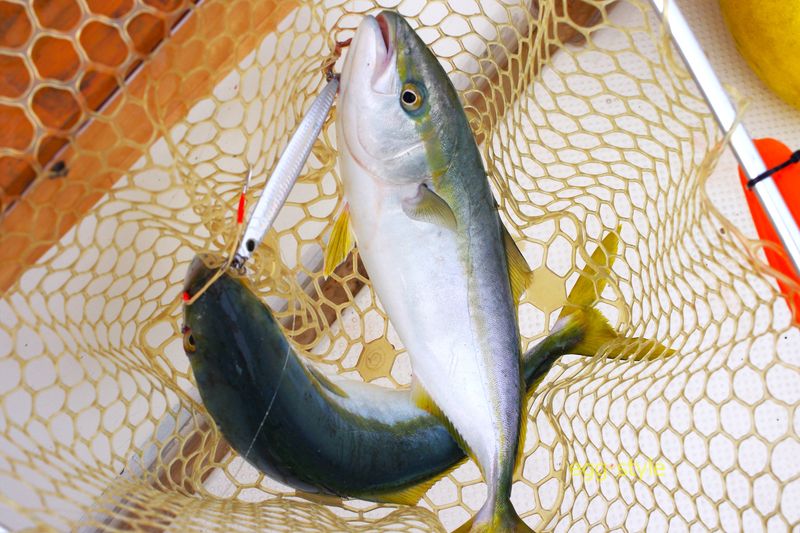 ハマチの活性が上がると ダブルも出てくるから面白い