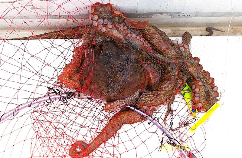 なぜか排水口を目指し玉網ごと逃げる エギは口の周りにかかっている
