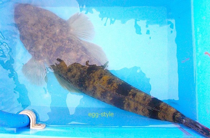 尾っぽを出すの気に入らず 結構向きを変える