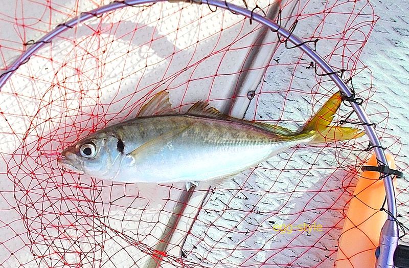 いきなりの尺鯵　これが数匹釣れると万歳です