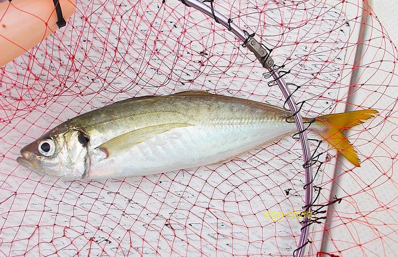 45cm超の大アジ　かなりのサプライズで嬉しい寿しだね