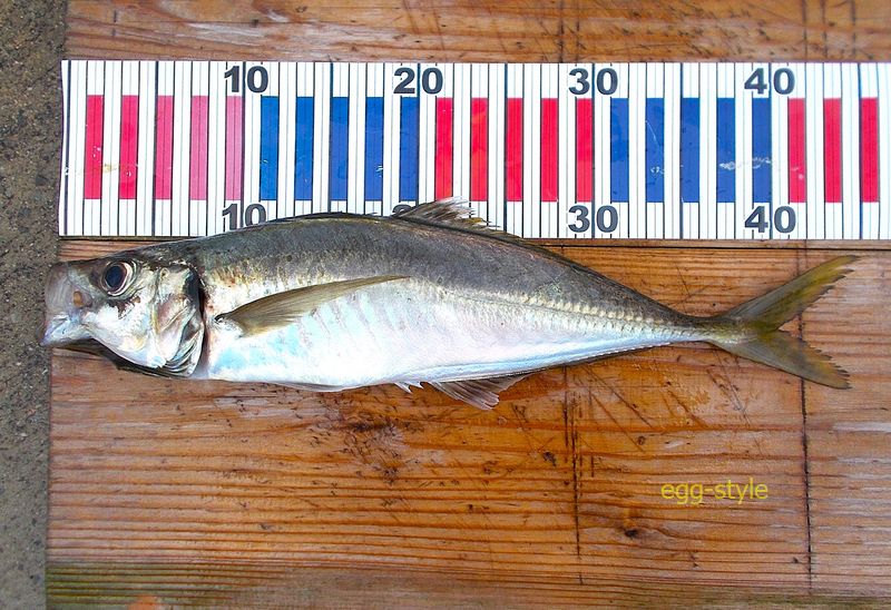 うれしい45cm超の大アジ　大事な小艇の記録画像です