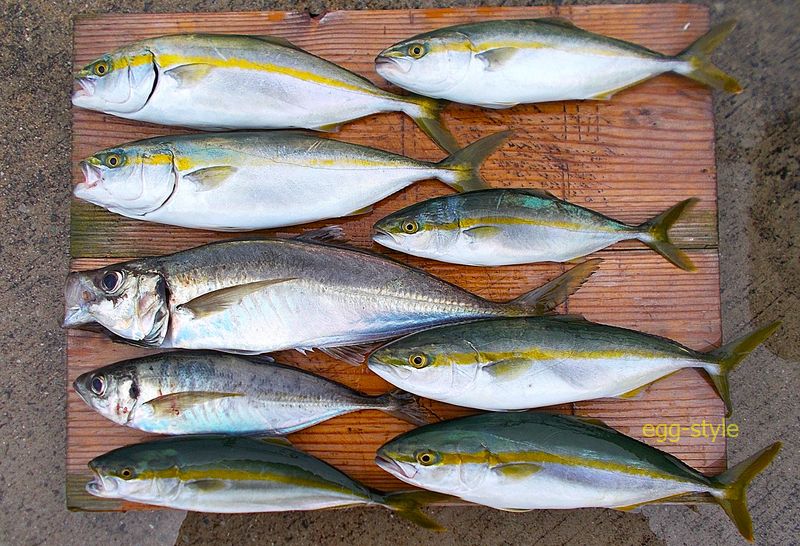 本日の釣果　ハマチのはずがツバスになり　それより大きな鯵