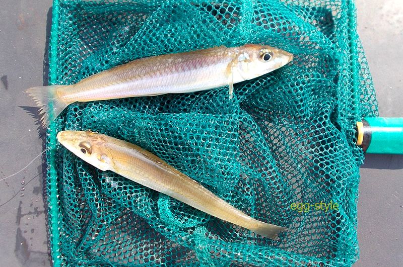 とにかく奥の深いおもしろさのボート釣りの原点