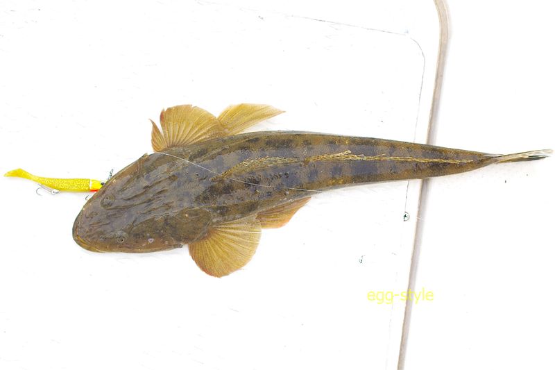50cm超だと、とてもおいしい寿しだね　引きも抜群