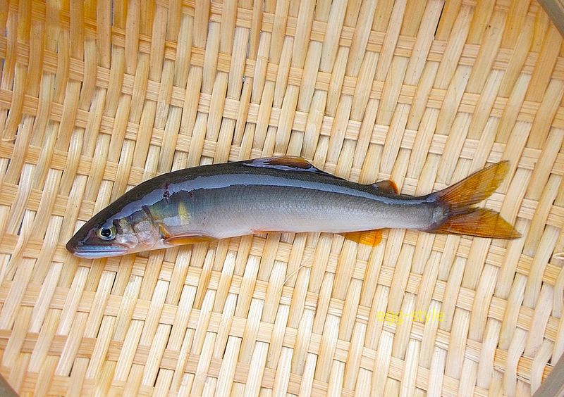 1匹と寂しい、投げて巻いていたら、釣れない　かからない