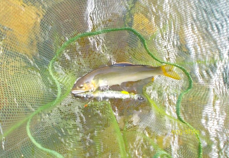 アタックしてくる鮎はきれいな魚体だ