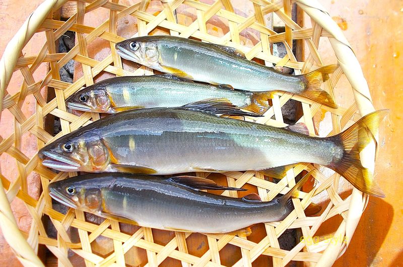 20cmの良型は嬉しい　しかし、4匹の壁が越えられない