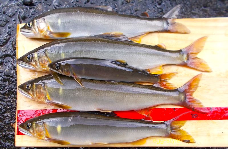 本日の釣果 ビギナーにはたまらない良型がそろった