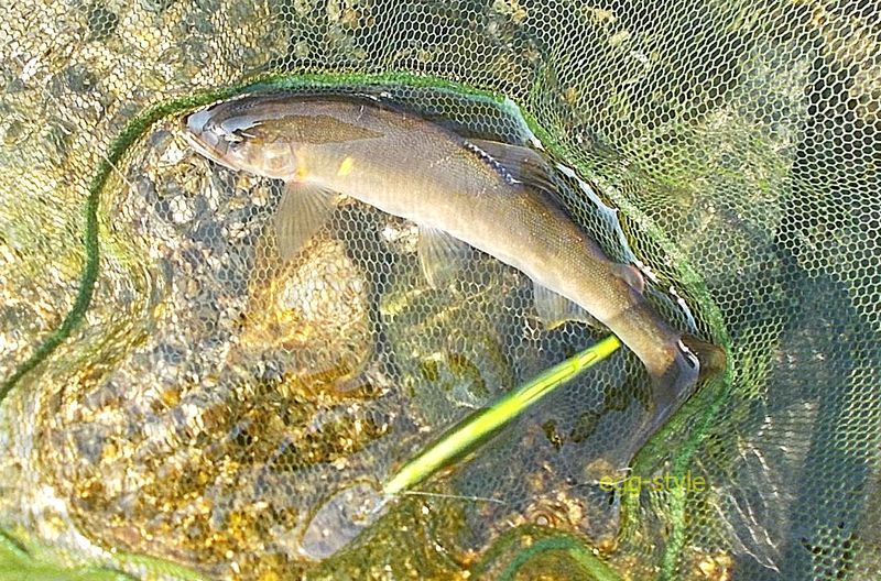 22cmの型もの 完全に鮎のルアー釣りにはまっていきます