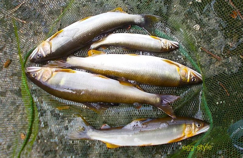 きれいな清流のきれいな鮎 これが釣りたく始めました