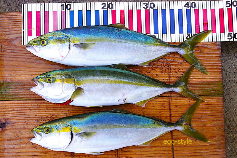 本日の釣果 3匹あればおいしい晩ごはんが食べれる日々
