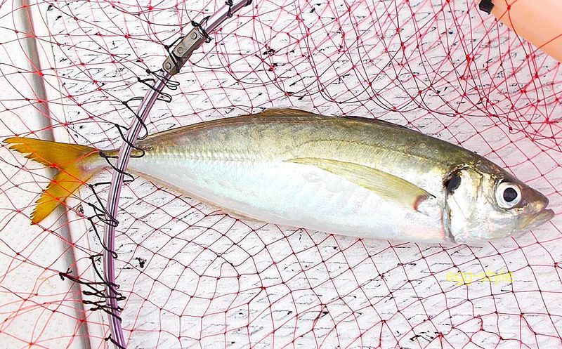 アジは小さく見えるけれど これでも尺半 釣りたい食べたい