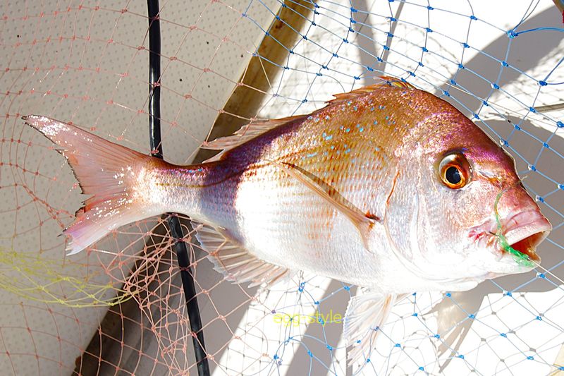 チョクリのハリががっちりとカンヌキにかかった