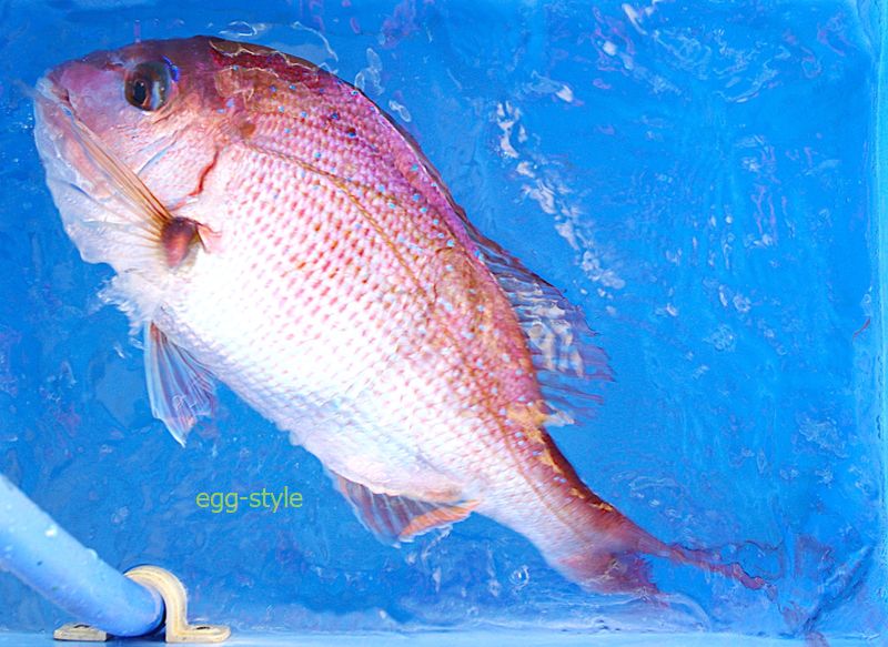 きれいな魚体をコンテナイケスに浮かべる