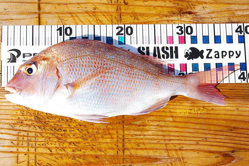 本日の釣果 40cmに届かないけれど、うれしい1匹です