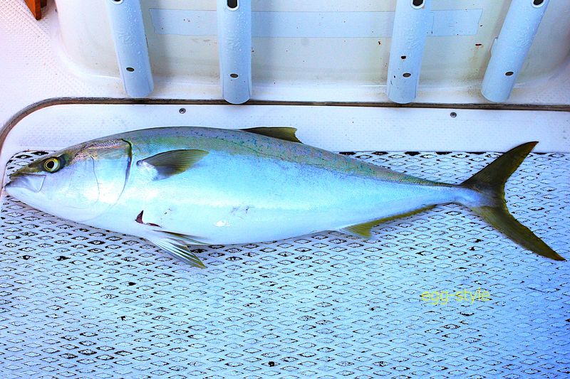 小ブリでもブリ 力強い引きと腹身の旨さに満足