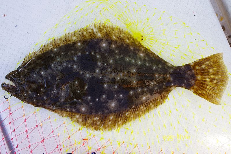 シロギスでのませをしたら 一発で喰い込んだ