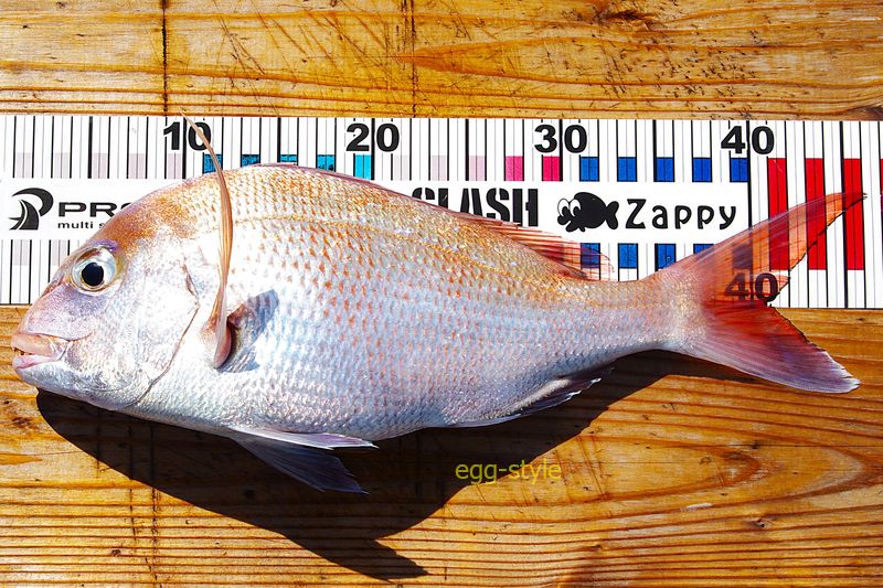 本日の釣果 尺半46cmのおいしいサイズのマダイ とにかく嬉しい