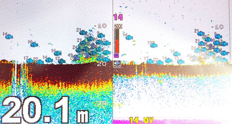 マダイの時合いになると魚探反応は変化する 時合いだ!