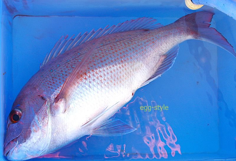 コンテナイケスにまっすぐに入らなければ、これはうれしいサイズです