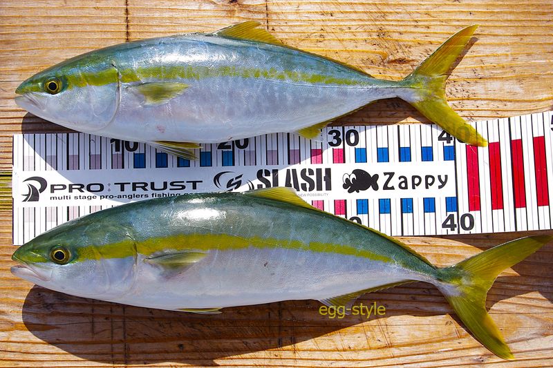 本日の釣果　風が出なければですが、調査はうまくいきました