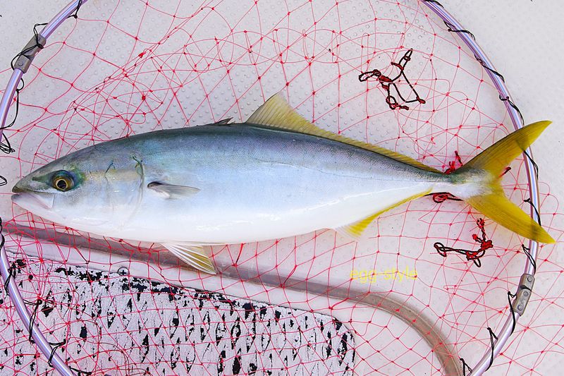 久しぶりにハマチ　待ち望んだ1匹がうれしい