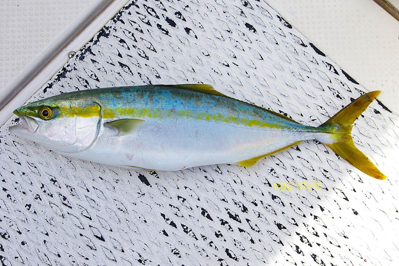 2匹目　やっとハマチサイズになった若魚